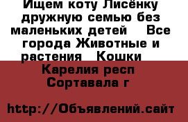 Ищем коту Лисёнку дружную семью без маленьких детей  - Все города Животные и растения » Кошки   . Карелия респ.,Сортавала г.